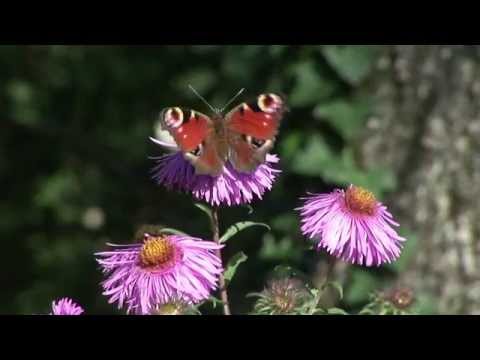 Huma-Huma - Pachabelly