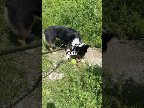 #shorts #short #shortvideo