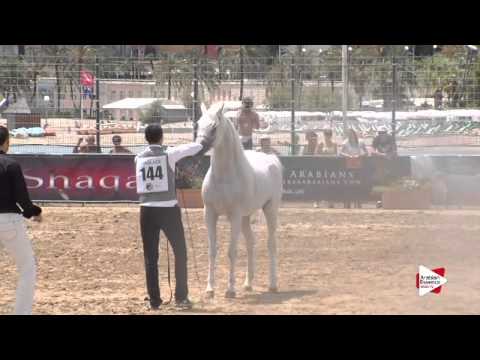 N.144 EL PALACIO VO - Menton 2015 - Stallions 8 years old & above (Class 10)
