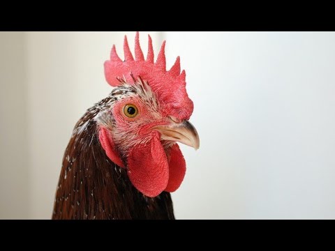 Chicken Song part 17 (original) | The hens’ dancing song | 2023 #17