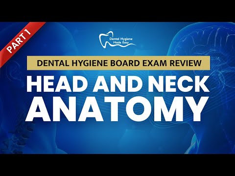 NBDHE - DENTAL HYGIENE BOARD EXAM REVIEW: Everything you need to know about Head and Neck Anatomy