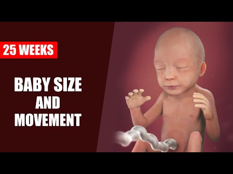 25 Weeks Pregnant Baby Development – Baby Size and Movement in the Womb
