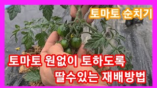 토마토 원없이 토하도록 딸수있는 재배방법 토마토 키우기,순치기,순지르기,순따기 주말농장 텃밭 귀농귀촌