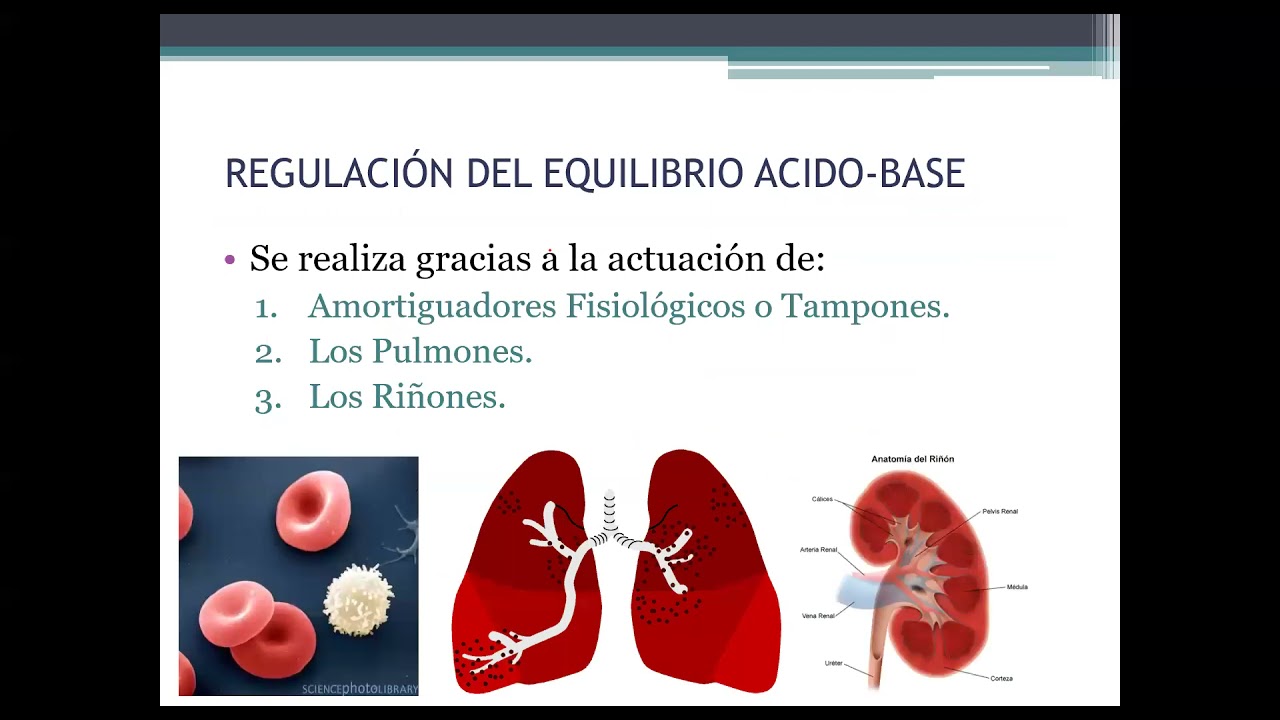 AMORTIGUADORES FISIOLOGICOS