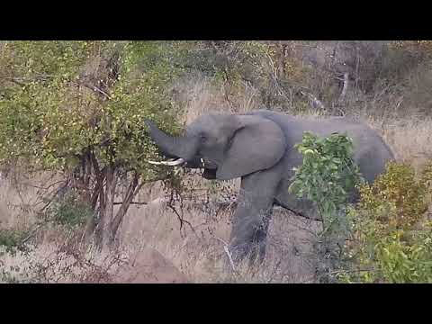 Djuma: Lone Elephant feeding in treeline  - 17:30 - 05/03/19