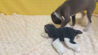 イタリアングレーハウンドの動画01