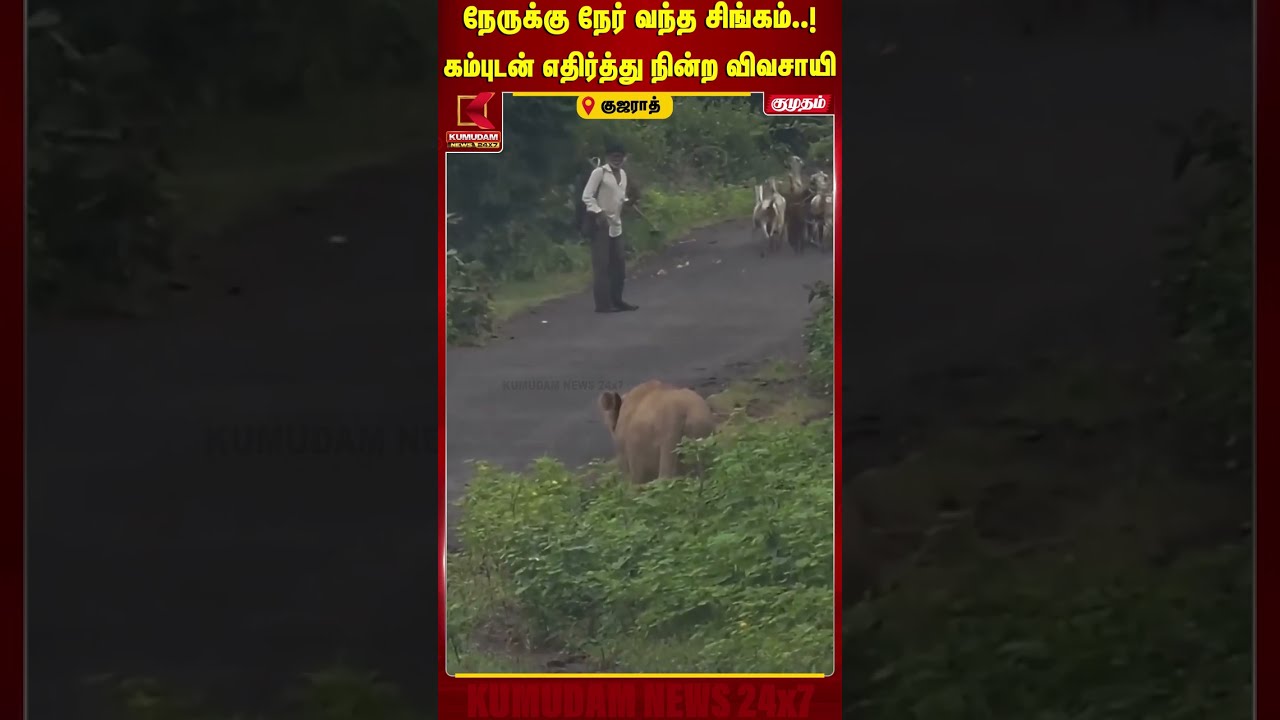 நேருக்கு நேர் வந்த சிங்கம்..! கம்புடன் எதிர்த்து நின்ற விவசாயி | Lion | Farmer | Gujarat