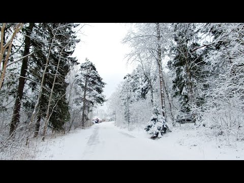 Sweden, Stockholm | Beautiful winter day at the allotment gardens | Sollentuna #355