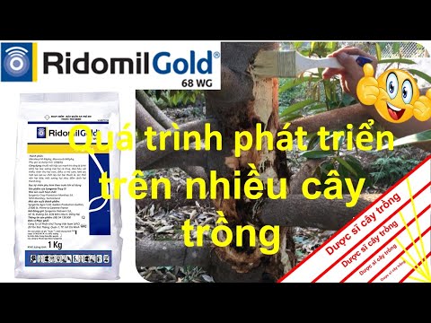 , title : 'Ridomil Gold 68 WG Cách sử dụng trên cây trồng | Syngenta | VFC | thuốc trừ bệnh'