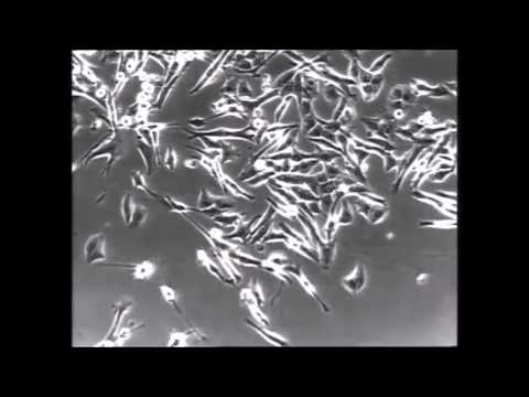 Karel Kryl - Rakovina