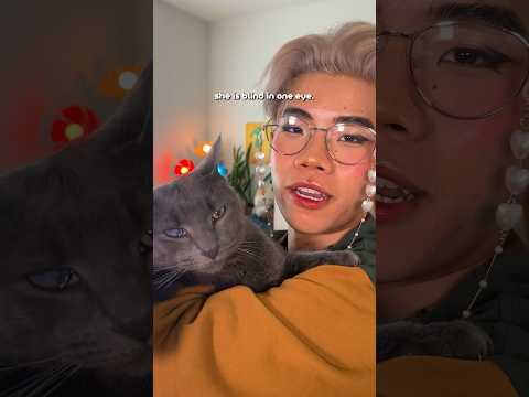 Yes I have 4 cats, and yes I'm a crazy cat lady #shorts