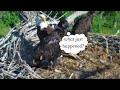Fort St Vrain Eagles~BREAKFAST Caught-Delivered-Ran Away-Slow Mo-Pa Goes After Prey_6/2/24