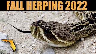 Download Lagu Fall Herping Florida 2022 Thumbnail