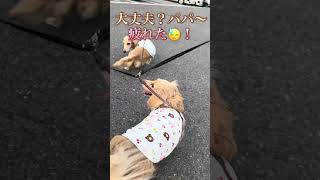 #ミニチュアダックスフンド #ミニチュア#大好き #かわいい#犬 #犬のいる暮らし #犬のいる生活 #犬動画 #犬好きさんと繋がりたい #いぬ #いぬのいる生活 #dog#散歩#チャコ#アン