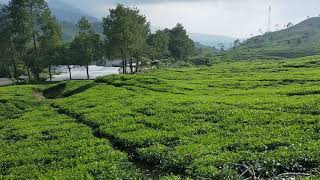 Download lagu Video Pemandangan Kebun Teh.... Untuk Background Video Anda mp3