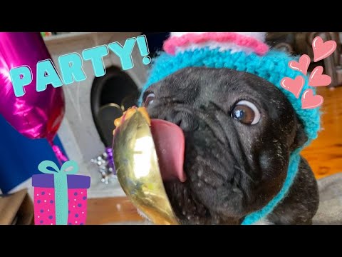 My French Bulldog's EPIC Birthday Party!