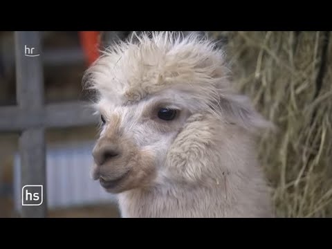 Zirkus in Not | hessenschau