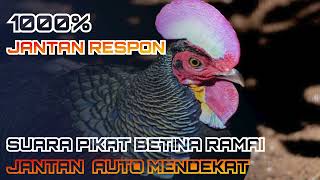 Download lagu Suara pikat ayam hutan hijau, suara betina untuk pejantan. GACOR AMPUH‼️ mp3 Download lagu Suara pikat ayam hutan hijau, suara betina untuk pejantan. GACOR AMPUH‼️ mp3