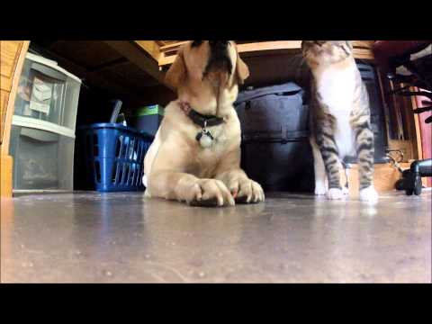 Cat Eats a Treat from Dog's Paw