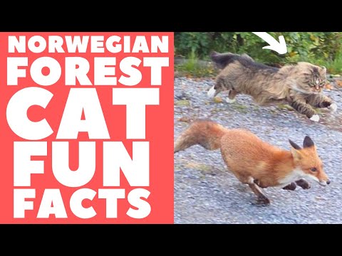 Norwegian Forest Cats 101 : Fun Facts