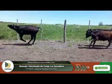 17-10-25 - Remate Televisado de Coop. La Ganadera - General Ramirez, Entre Ríos