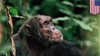 Ebola epidemics may be forcing African primate populations into extinction