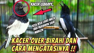 Download lagu KACER MBAGONG PART 4 - KACER OVER BIRAHI DAN CARA MENGATASINYA mp3