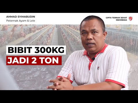 Tumpang Sari : Konsep Kandang Ayam & Kolam Lele Jadi Satu - Pak Syihabudin