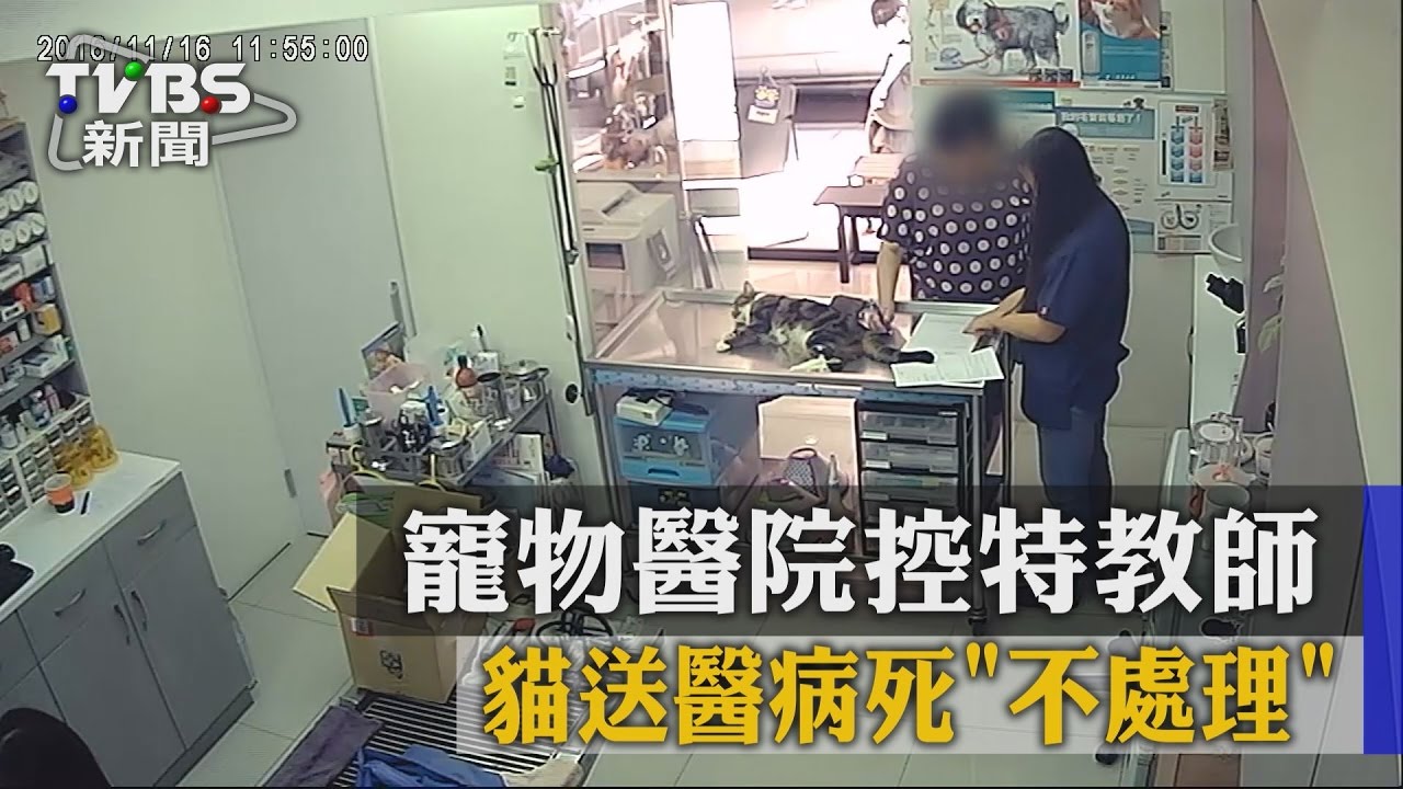 寵物醫院控特教師 貓送醫病死「不處理」