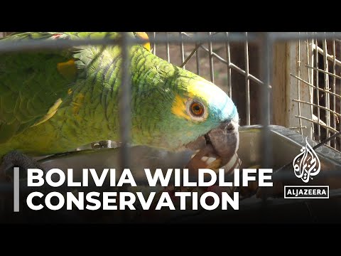 Bolivian amazon: Conservators fight to save vulnerable animals