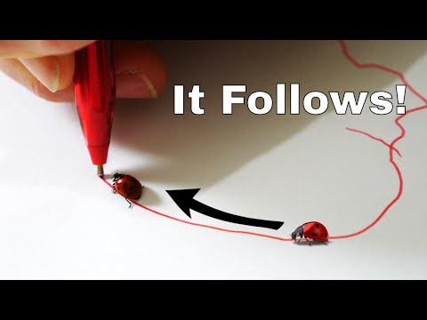 I Trained a Ladybug To Follow My Pen