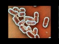 What is LISTERIA Infection and Its Symptoms - YouTube