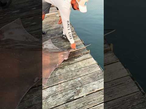 How to Safely Handle STINGRAY Stinger - Remove Barb #fishingshorts #surfcasting #fishingtips #ray