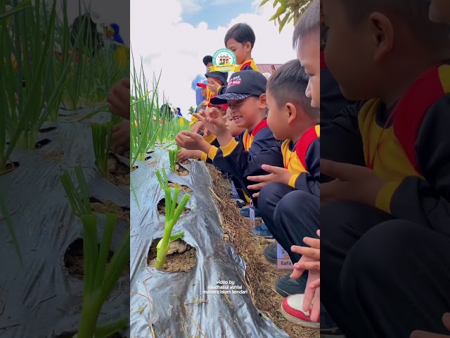 Video Outing Class kunjungan ke Agrowisata California - RA Mutiara Islam Kendari