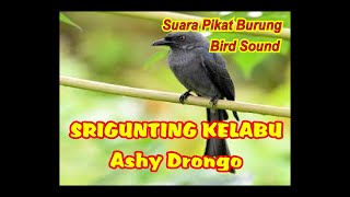 Download lagu SUARA PIKAT SRIGUNTING RIBUT | SUARA PIKAT SRIGUNTING ABU ABU | PART 1 mp3