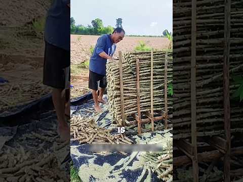 Cassava easy cultivation method🥔🌱#farming