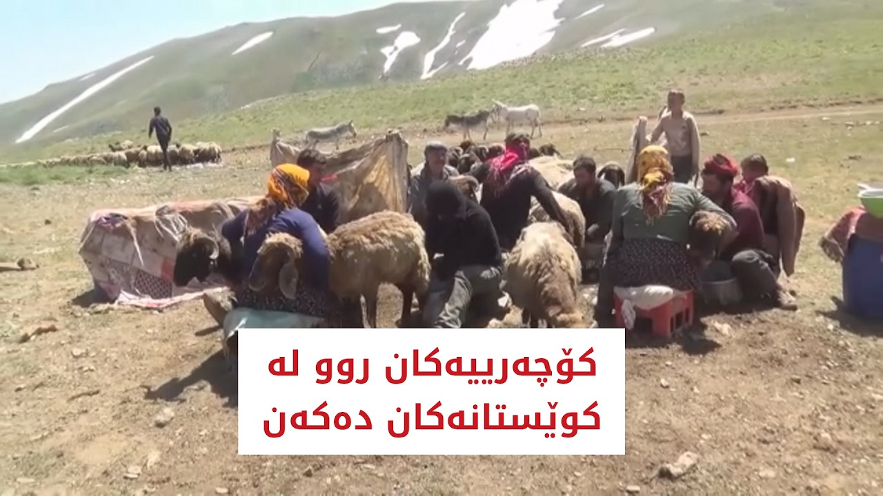 ڤیدیۆ | لە مووشی باکووری کوردستان کۆچەرییەکان روو لە کوێستانەکان دەکەن