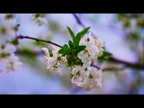 Oarța de Sus - Primăvara (2023)