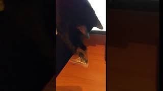 black cat playing with anal frog Mp4 3GP & Mp3