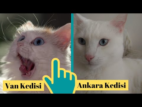 Difference of Turkish Angora Cat and Van Cat