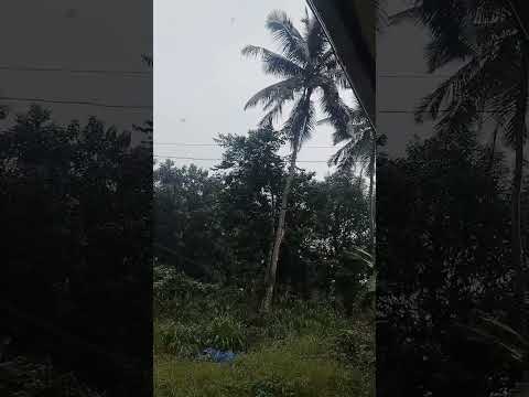 മഴക്കാലം 🌧️⛈️#viralvideo #nature #rainyday #Nazeema shaji official