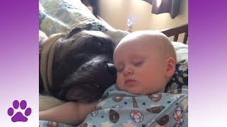 Pets Meeting Babies | Adorable Compilation