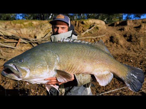 385cm's of Murray Cod in 3 fish! - Monster Murray Cod Fishing