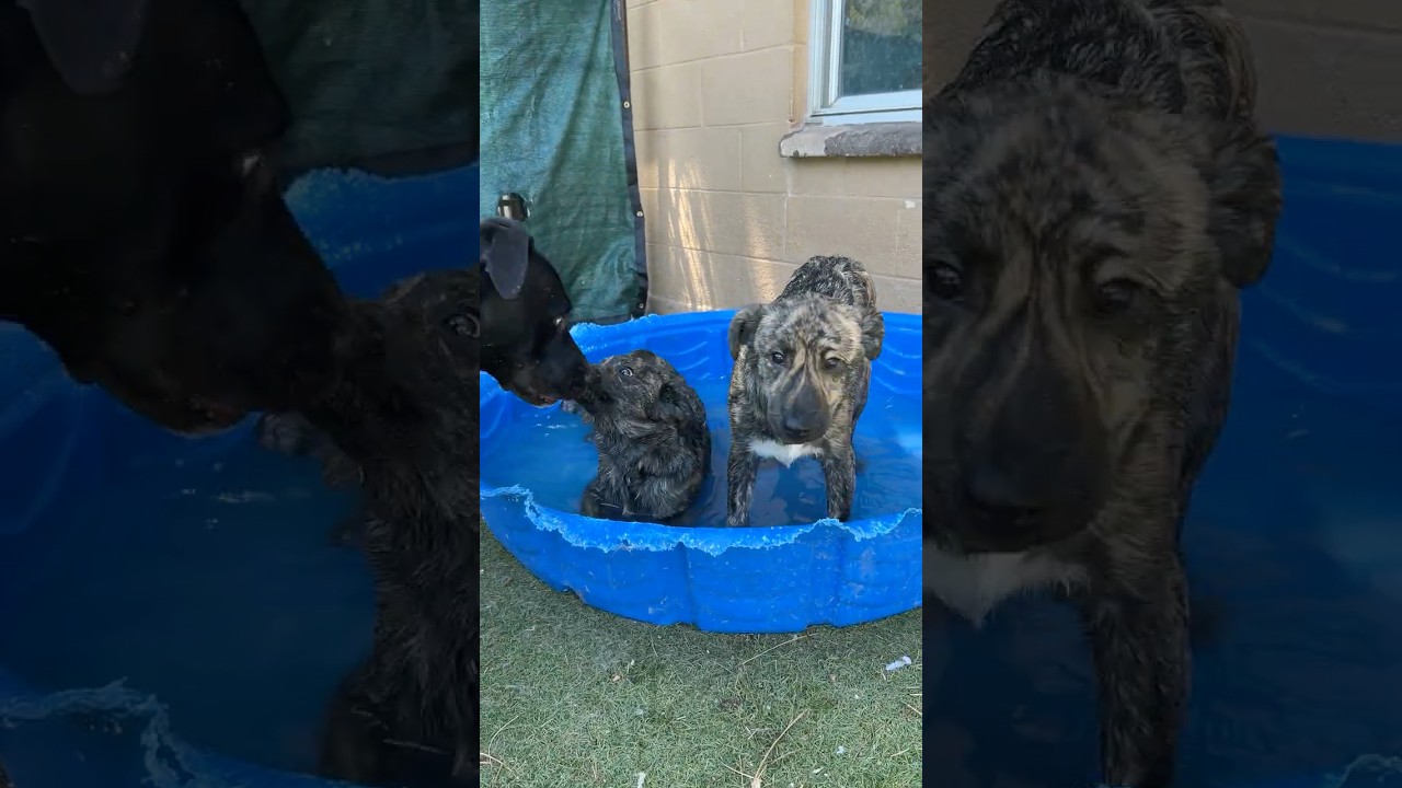 Shoni - Butler Campus, a Adoptable mixed breed in Flagstaff, AZ video 6/6