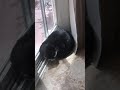 Tuxedo Cat Gets Angry At Other Cat