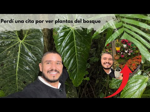 I was going to lunch and ended up in a forest and a nursery | César Correa