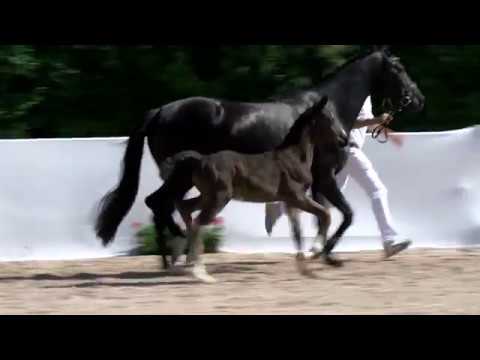 KN2 : HF von Asgards's Ibiza / Fürstenball