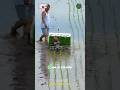 RICE Planting Machine Paddy Transplanter
