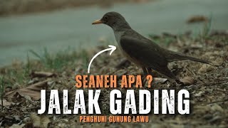 Download lagu The Secret of the Ivory Starling: The Mystical Bird of Mount Lawu mp3