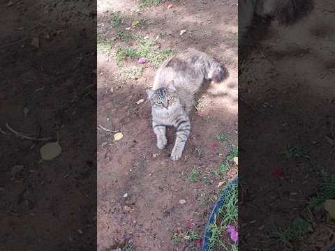 Lazy Morning of the Cats // Kedilerin Sabah Keyfi 🐈🐈    #cats #kedi  #petsandtherest #kids
